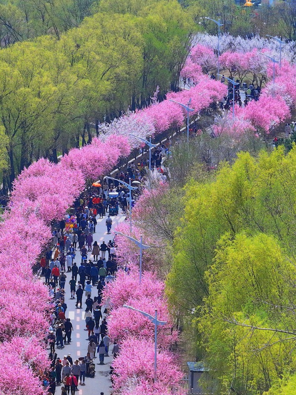 梅花盛開匯成了一條綿延數里的花海長廊。人民網記者 李洋攝