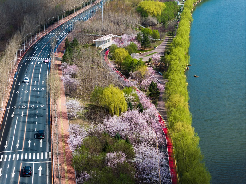 春日里,長春伊通河畔花開正艷。李向東 攝