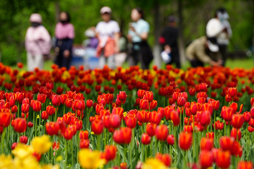 初夏時節(jié)，長春公園郁金香綻放。人民網(wǎng)記者 李洋攝