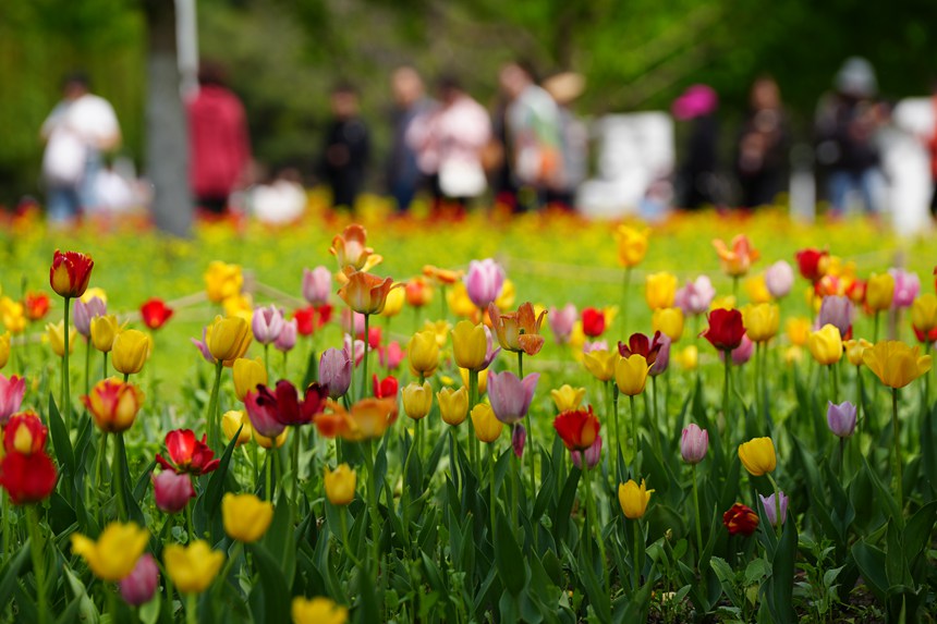 游客在公園中欣賞郁金香。人民網記者 李洋攝