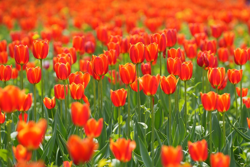 近日，長春公園郁金香次第綻放似油畫一般。人民網記者 李洋攝