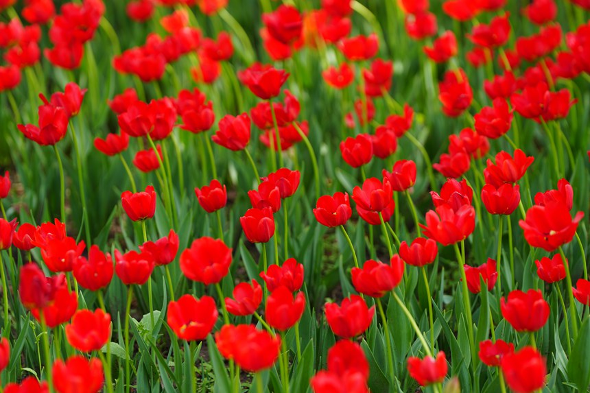 公園內，郁金香競相綻放。人民網記者 李洋攝