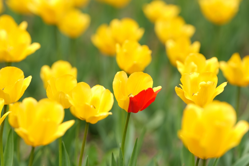 公園內，郁金香花開正艷。人民網記者 李洋攝