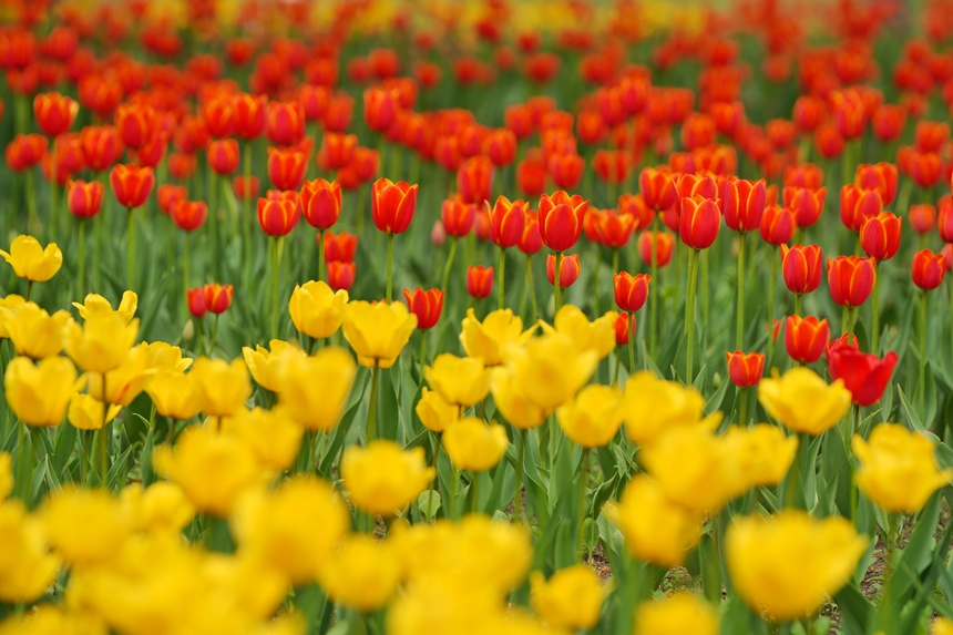 各色的郁金香競相綻放。人民網記者 李洋攝