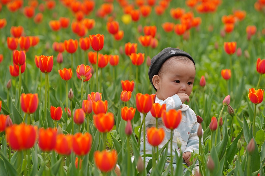一位小朋友在花海中欣賞郁金香。人民網記者 李洋攝