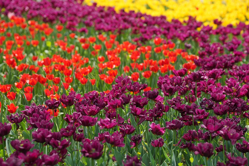 各色的郁金香競相綻放。人民網(wǎng)記者 李洋攝