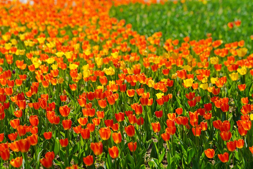 美艷的郁金香似油畫一般。人民網記者 李洋攝