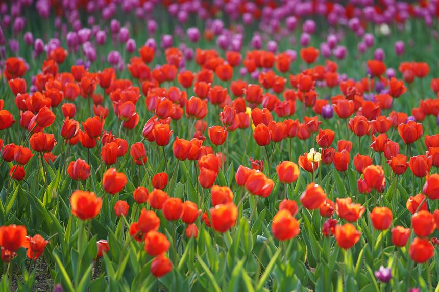 近日，長春公園各色的郁金香次第綻放。人民網記者 李洋攝