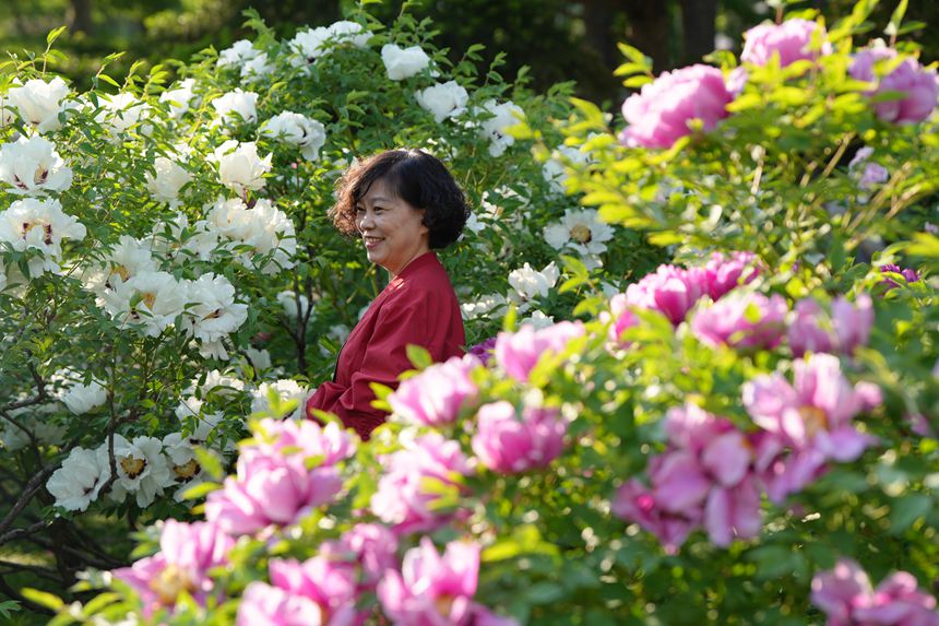 吉林長春：牡丹盛放香溢遠【3】