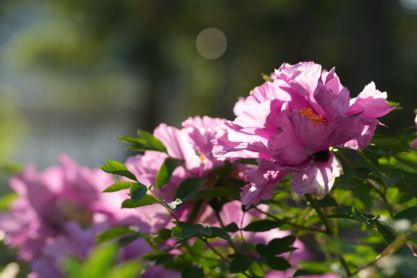 吉林長春：牡丹盛放香溢遠【12】