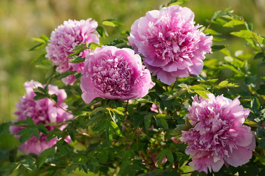 吉林長春：牡丹盛放香溢遠【4】