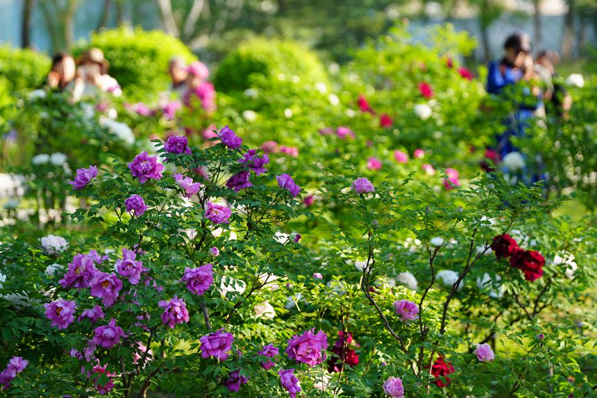 吉林長春：牡丹盛放香溢遠【2】