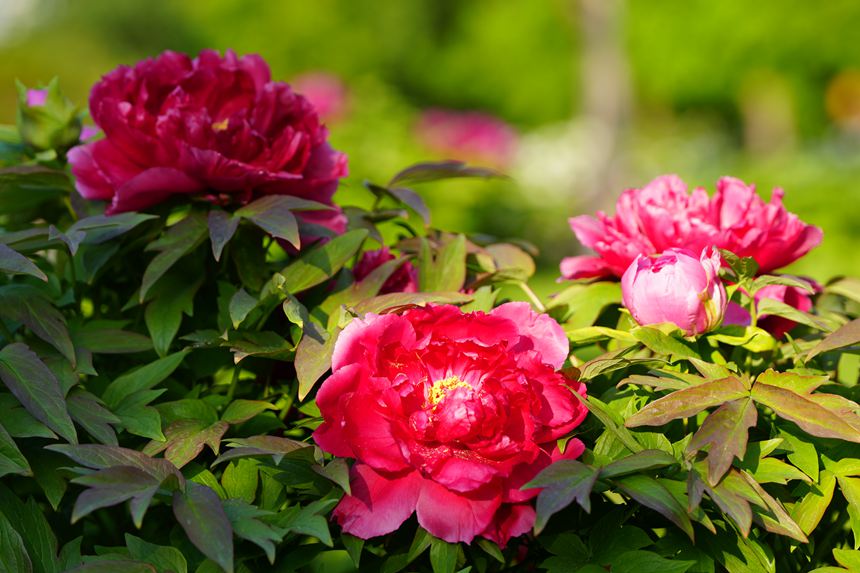 吉林長春：牡丹盛放香溢遠【5】