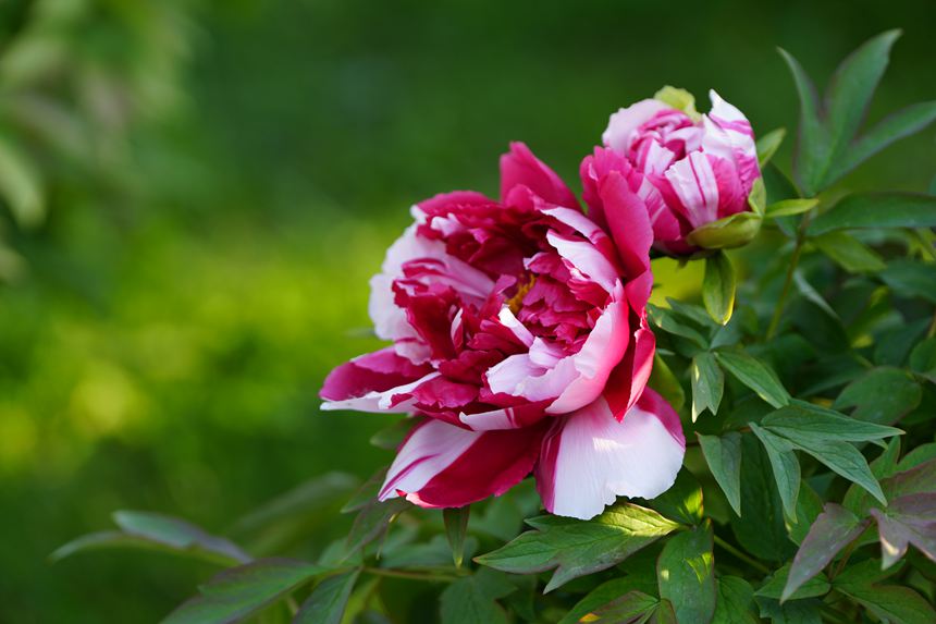 吉林長春：牡丹盛放香溢遠【10】