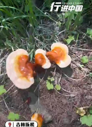 白山市撫松縣查看詳情喜上“芝”頭 見(jiàn)者好運(yùn)吉林省白山市撫松縣，樹(shù)林里種植珍貴靈芝、人參。喜上“芝”頭！見(jiàn)者好運(yùn)！