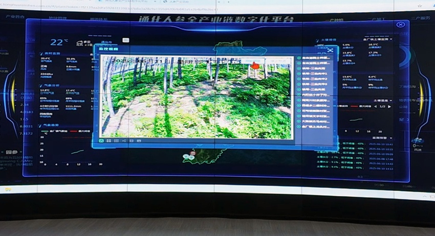 通化人參全產業(yè)鏈數(shù)字化平臺。石天蛟攝