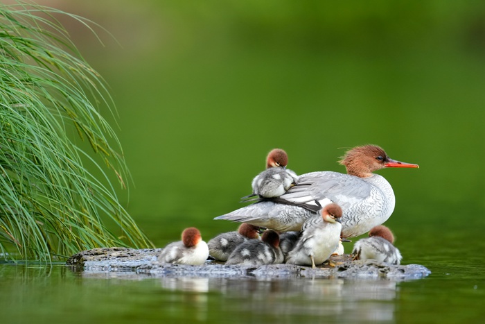 中華秋沙鴨。李志宏 攝