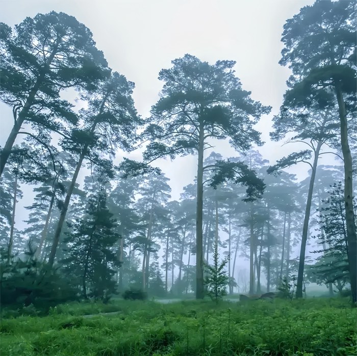 長白山美人松公園。來源：悠游吉林