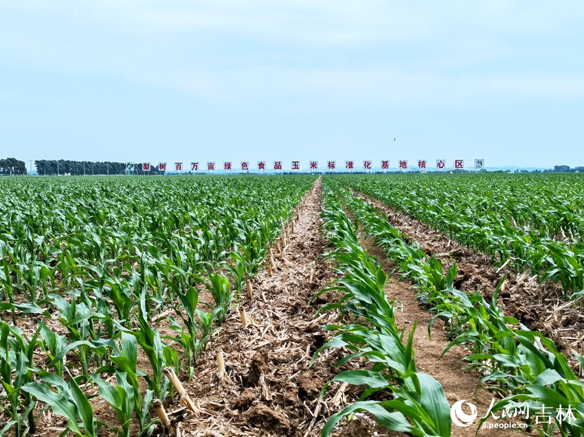 玉米秸稈覆蓋在田壟中。人民網(wǎng)記者 馬俊華攝
