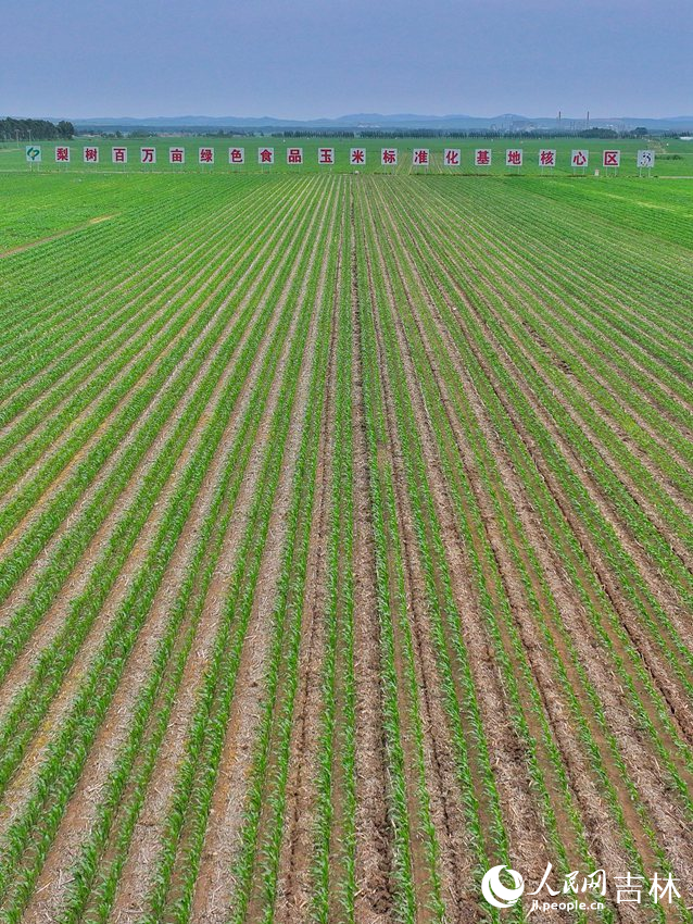 梨樹縣國家百萬畝綠色食品原料(玉米)標(biāo)準(zhǔn)化生產(chǎn)基地核心示范區(qū)。人民網(wǎng)記者 李洋攝