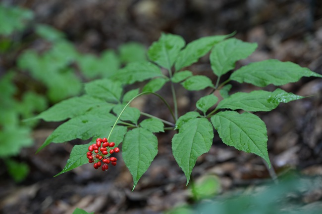 人參。人民網(wǎng)記者 李洋攝