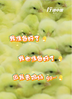 梨樹(shù)縣查看詳情流水線上的小雞“萌力全開(kāi)”在高效運(yùn)轉(zhuǎn)的現(xiàn)代化孵化生產(chǎn)線上，新孵化的雞雛全身覆蓋細(xì)軟絨毛，眼睛清澈明亮。挑揀員每天從流水線上篩選出約20萬(wàn)只符合“健雛”標(biāo)準(zhǔn)的雞雛，經(jīng)標(biāo)準(zhǔn)化打包后運(yùn)送至養(yǎng)殖場(chǎng)。