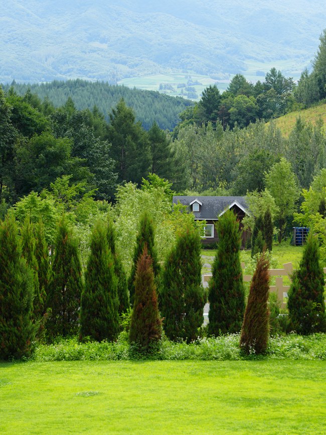 云嶺野山參風景區。人民網記者 李洋攝