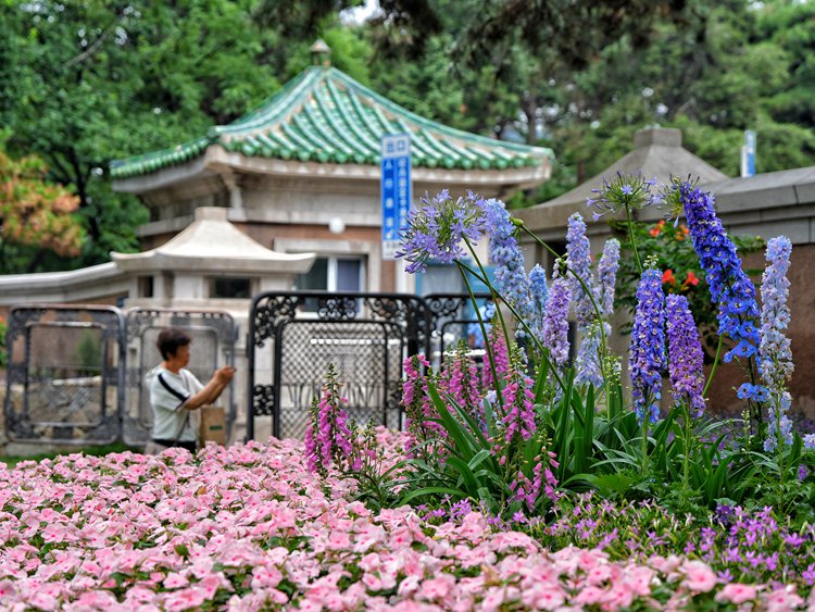 街區(qū)中的口袋公園。人民網(wǎng)記者 李洋攝