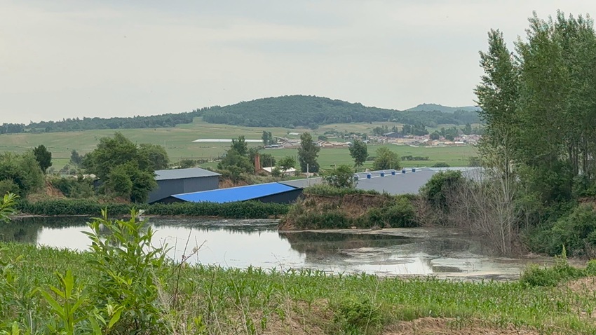 網(wǎng)友拍攝的養(yǎng)豬場現(xiàn)場圖片