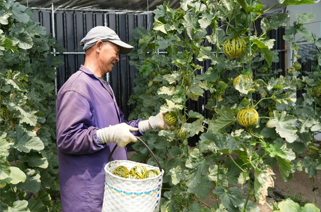 村民在大棚里采摘香瓜。