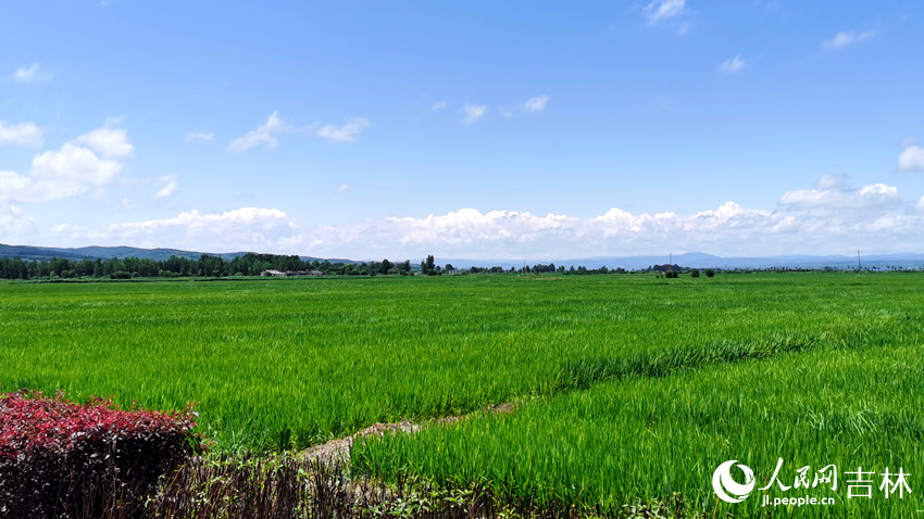 延邊朝鮮族自治州和龍市光東村稻田風(fēng)光。人民網(wǎng)記者 王帝元攝