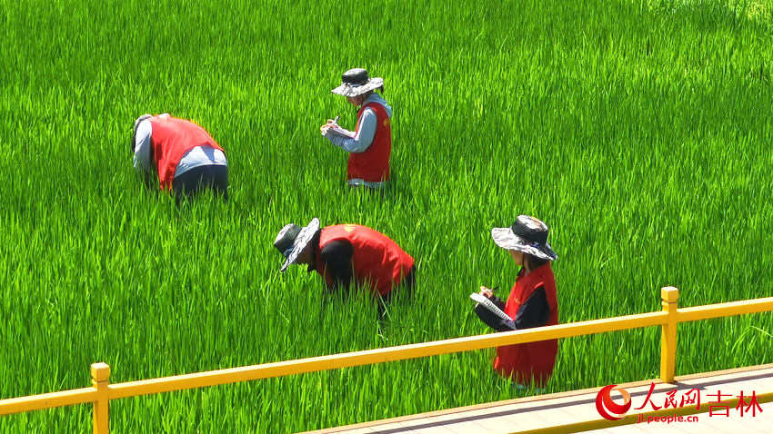 科技小院團隊深入光東村稻田。人民網(wǎng)記者 王帝元攝