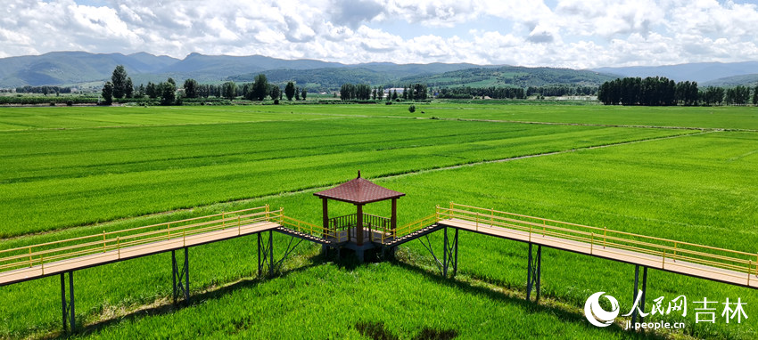 延邊朝鮮族自治州和龍市光東村稻田風光。人民網記者 王帝元攝