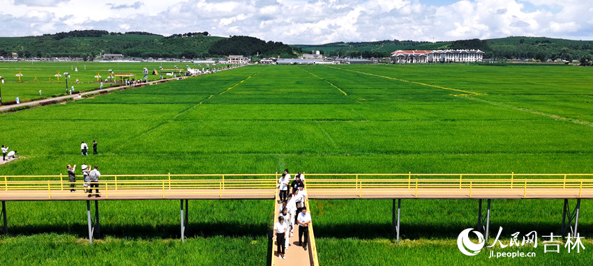 延邊朝鮮族自治州和龍市光東村稻田風光。人民網記者 王帝元攝