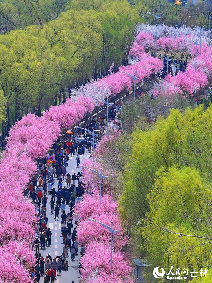 長春伊通河畔,梅花盛開匯成了一條綿延數里的花海長廊。人民網記者 李洋攝