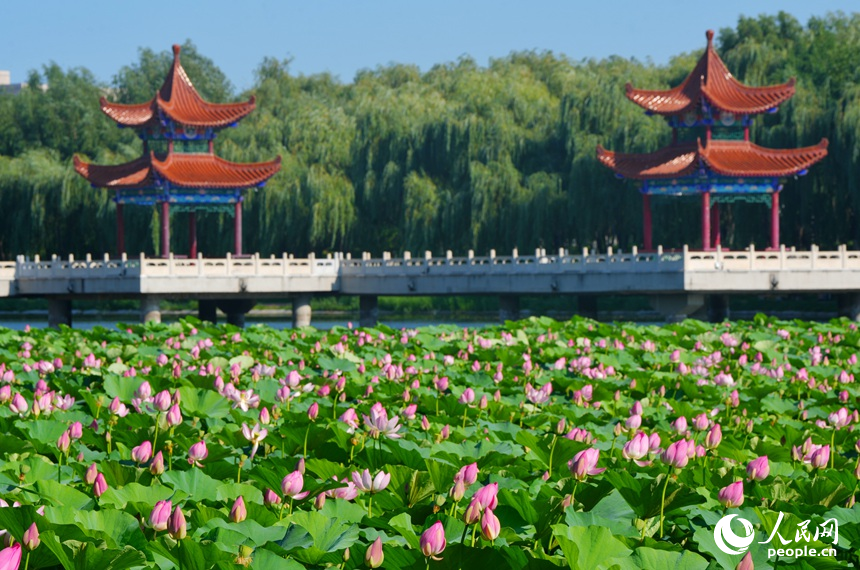 近日，在長春友誼公園，大片荷花綻放美如畫。人民網記者 李洋攝