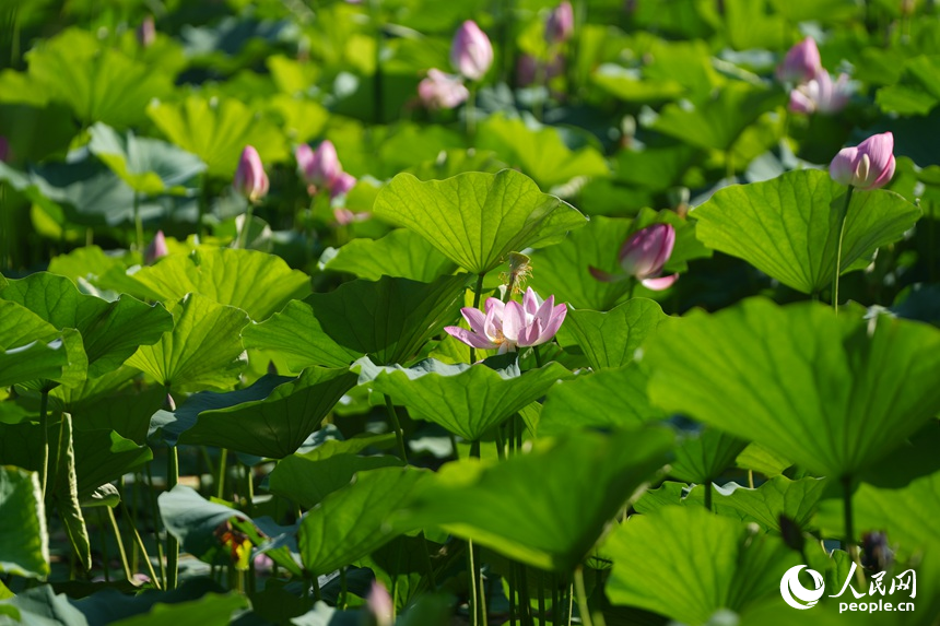 次第綻放的荷花。人民網記者 李洋攝