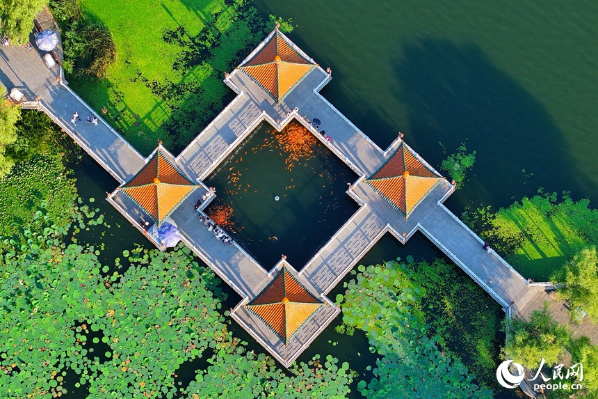 在長春地標“南湖四亭”，市民游客在清爽夏日里，賞荷花喂金魚。人民網(wǎng)記者 李洋攝