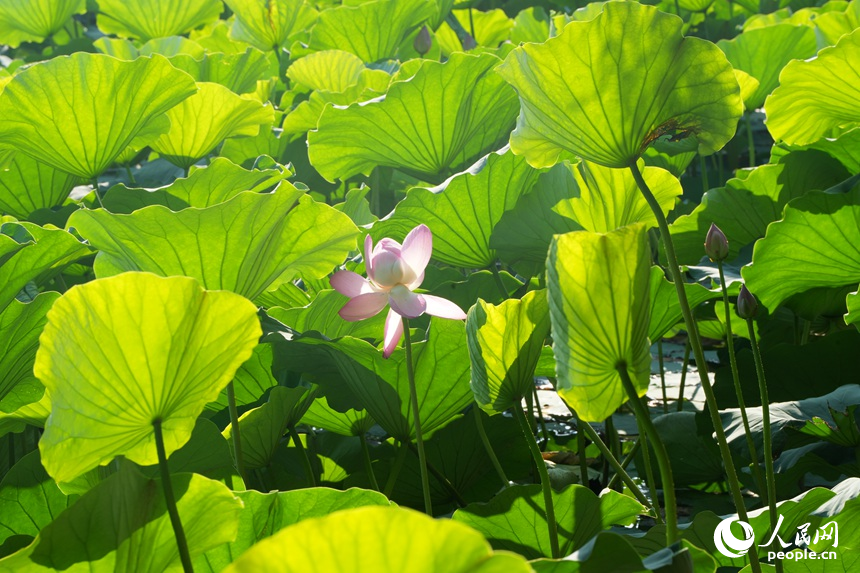 滿池的荷花迎來最美觀賞季。人民網記者 李洋攝