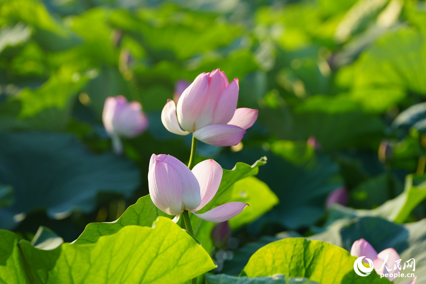 綻放的荷花。人民網記者 李洋攝