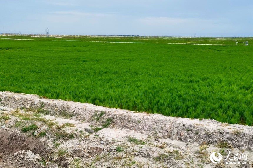 治理后綠油油的稻田與未經改良耕種的鹽堿地形成鮮明對比。人民網記者 李洋攝