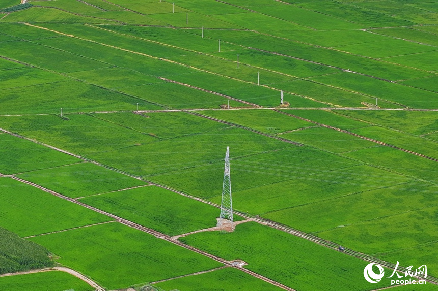 由鹽堿地改造而成的高標準農田。人民網記者 李洋攝
