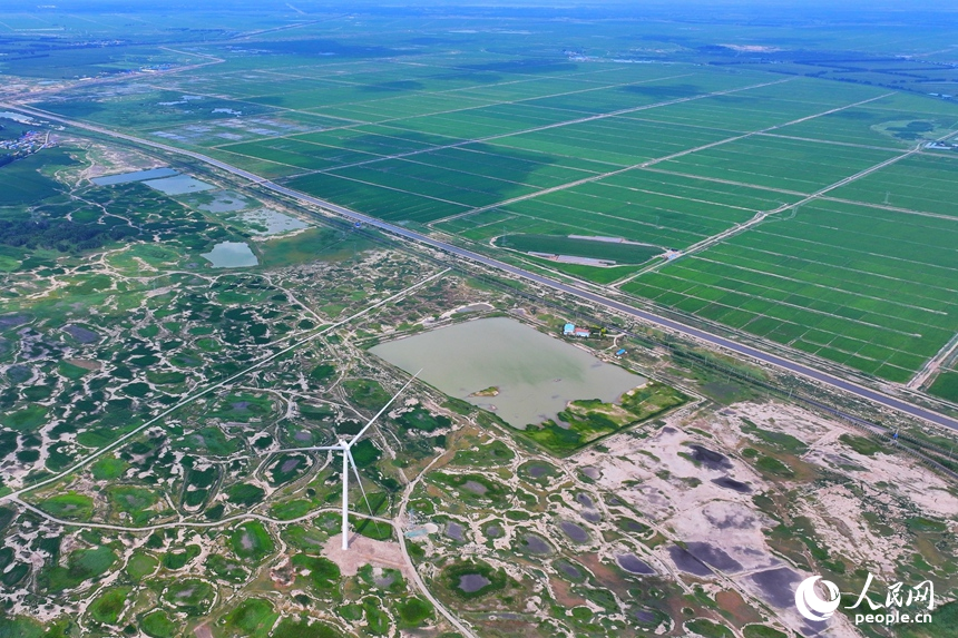 在大安市樂勝鄉，治理后綠油油的稻田與未經改良耕種的鹽堿地形成鮮明對比。人民網記者 李洋攝