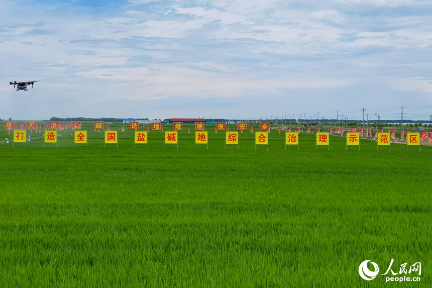 治理后的鹽堿地上風(fēng)吹綠浪。人民網(wǎng)記者 李洋攝