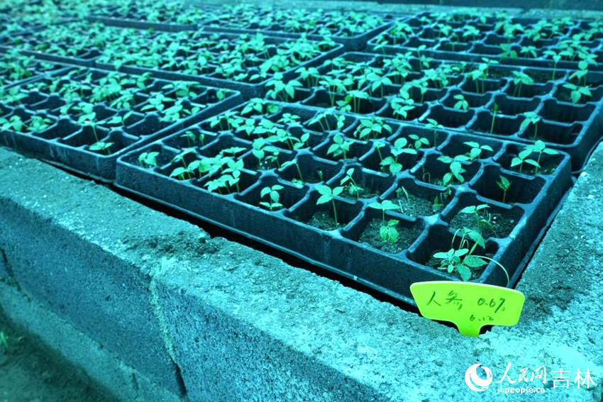 吉林農(nóng)業(yè)大學(xué)人參觀測(cè)試驗(yàn)區(qū)的人參種苗。人民網(wǎng)記者 李洋攝