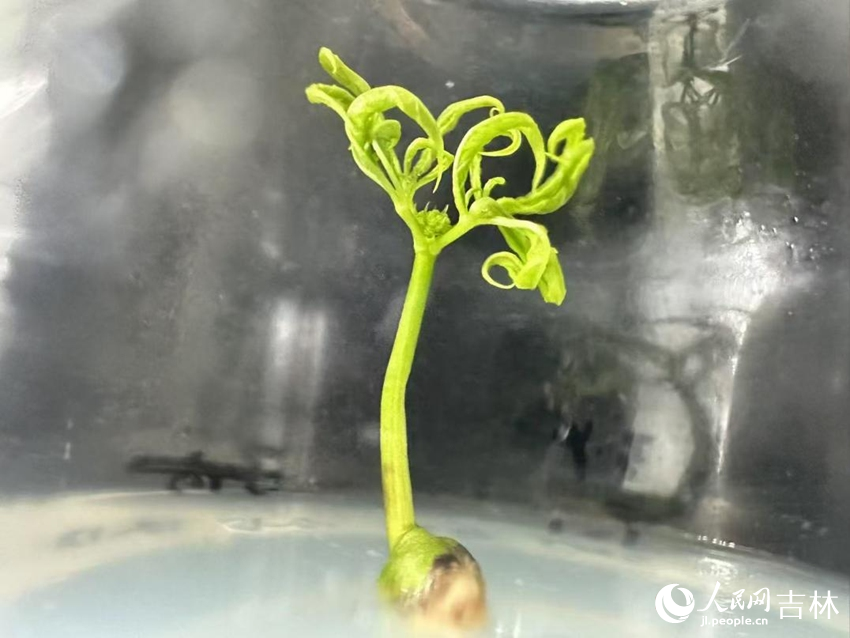 吉林農(nóng)業(yè)大學(xué)實(shí)驗(yàn)室林下山參芽孢組培苗。人民網(wǎng)記者 李洋攝