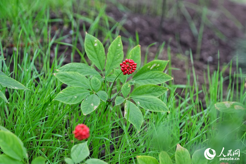 長春農博會上展示的人工培育的人參。人民網記者 李洋攝