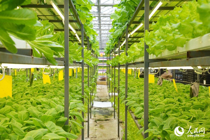 長春農博會高新無土栽培展示區的作物。人民網記者 李洋攝
