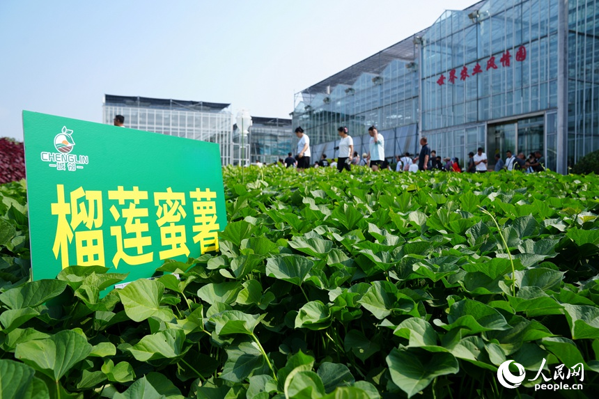 長春農博會上展示的高產作物優良品種。人民網記者 李洋攝