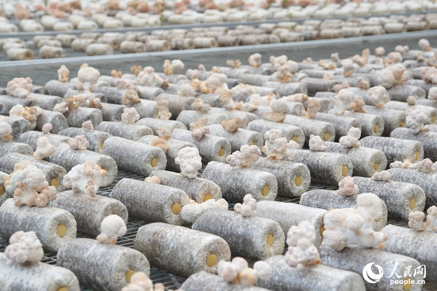 長(zhǎng)春農(nóng)博會(huì)現(xiàn)代菌物示范區(qū)上展示的菌物。人民網(wǎng)記者 李洋攝